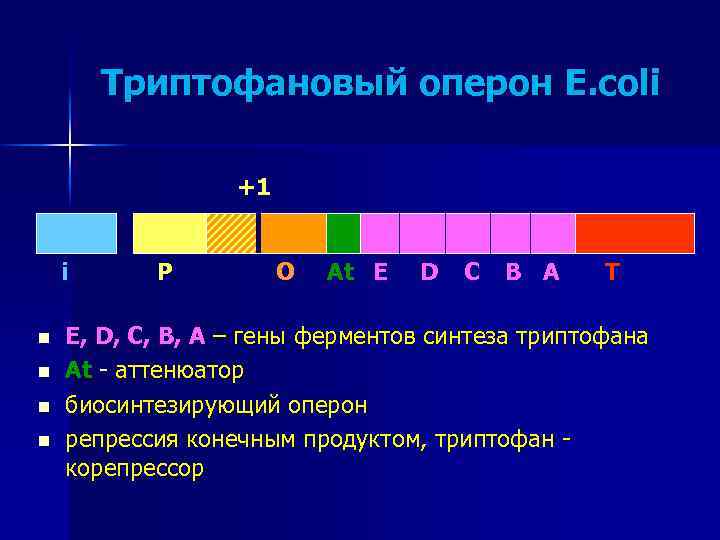 Триптофановый оперон E. coli +1 i n n P O At E D C