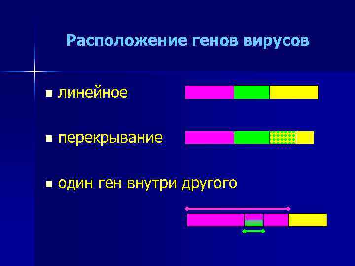 Расположение генов вирусов n линейное n перекрывание n один ген внутри другого 