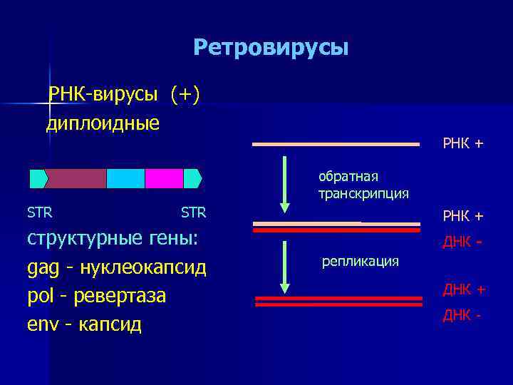 Ревертаза. Репликация ретровирусов. Геном ретровирусов представляет собой. Ретровирусы РНК. РНК вирусы ретровирусы.