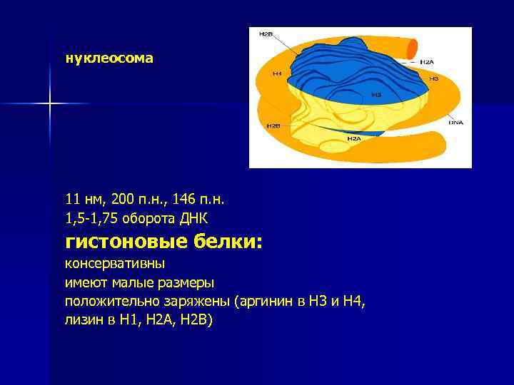 нуклеосома 11 нм, 200 п. н. , 146 п. н. 1, 5 -1, 75