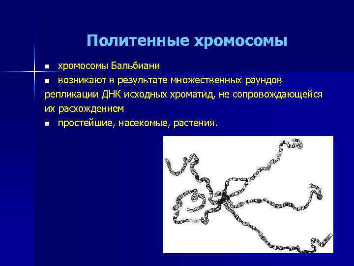 Политенные хромосомы Бальбиани n возникают в результате множественных раундов репликации ДНК исходных хроматид, не