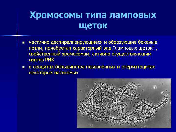 Хромосомы типа ламповых щеток n n частично деспирализирующиеся и образующие боковые петли, приобретая характерный