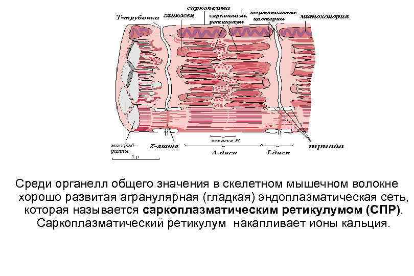 Какой клеточный органоид изображен на рисунке в клетках нервной или гладкой мышечной ткани лучше