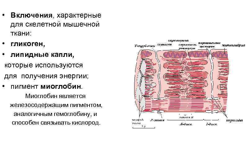 Скелетные ткани общие свойства