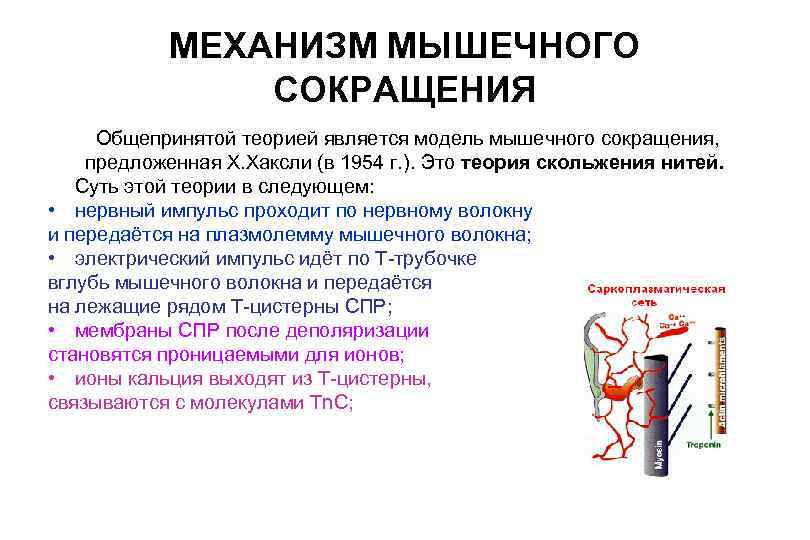 МЕХАНИЗМ МЫШЕЧНОГО СОКРАЩЕНИЯ Общепринятой теорией является модель мышечного сокращения, предложенная Х. Хаксли (в 1954
