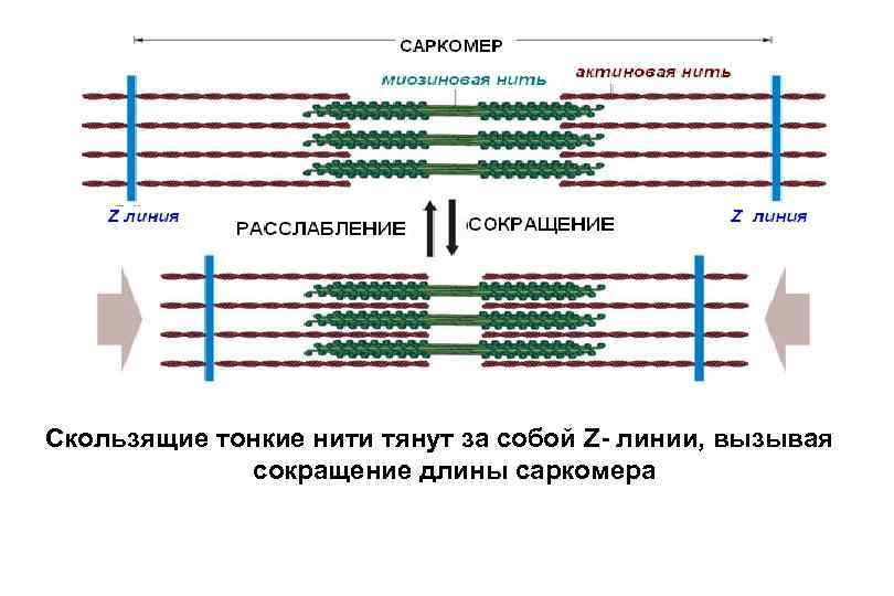 Скользящие нити. Механизм скольжения нитей для мышечного сокращения. Схема механизма сокращения и расслабления саркомера. Саркомер теория мышечного сокращения. Сокращение мышц саркомер.