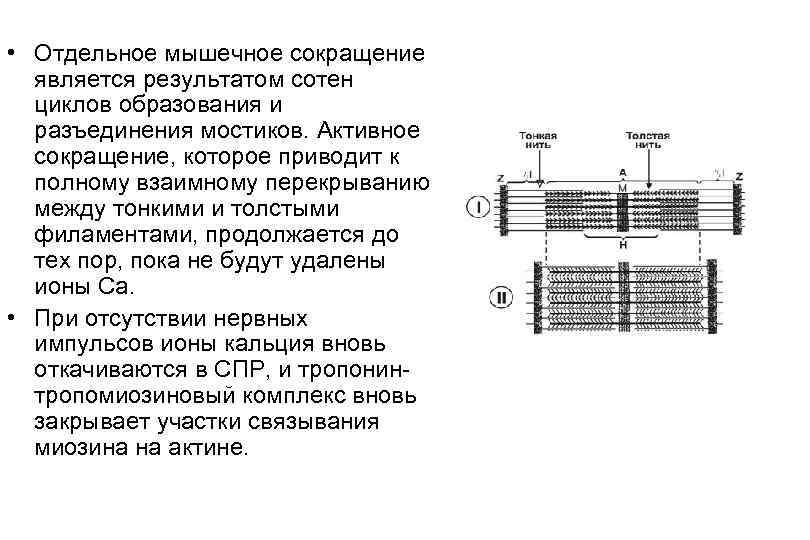  • Отдельное мышечное сокращение является результатом сотен циклов образования и разъединения мостиков. Активное