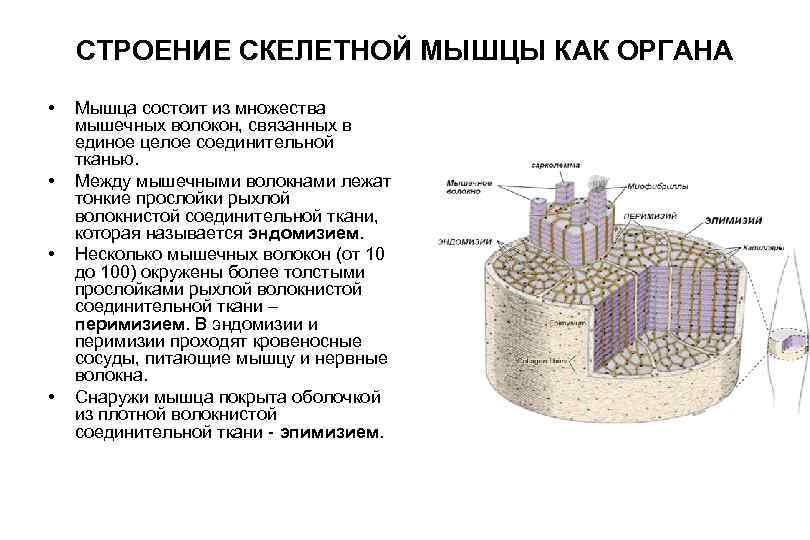 Строение и функции скелетных мышц. Структура строения скелетной мышцы. Из каких волокон состоят мышцы. Описать строение скелетной мышцы. Строение скелетной мышцы как органа кратко.