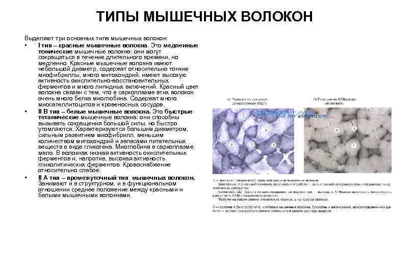 3 типы мышечных волокон