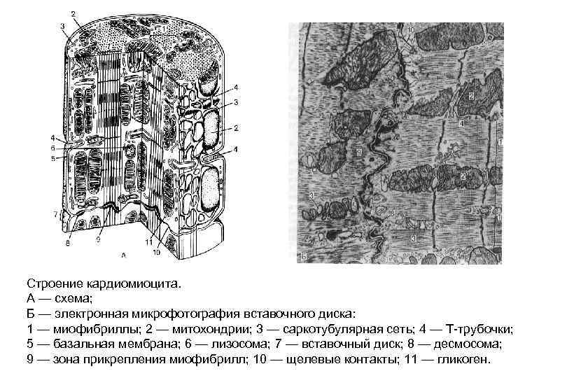 Строение кардиомиоцита схема