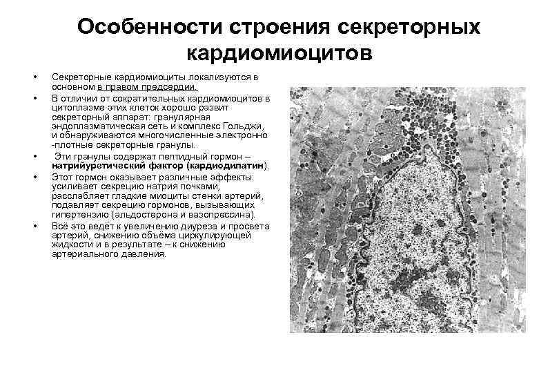 Строение кардиомиоцита схема