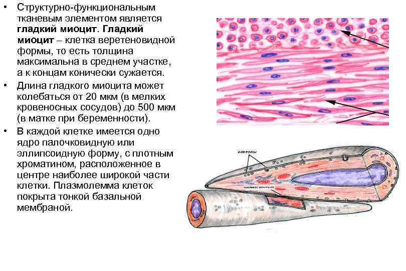 Структура изображенная на рисунке является функциональным элементом системы эта структура