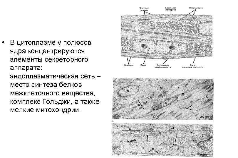  • В цитоплазме у полюсов ядра концентрируются элементы секреторного аппарата: эндоплазматическая сеть –