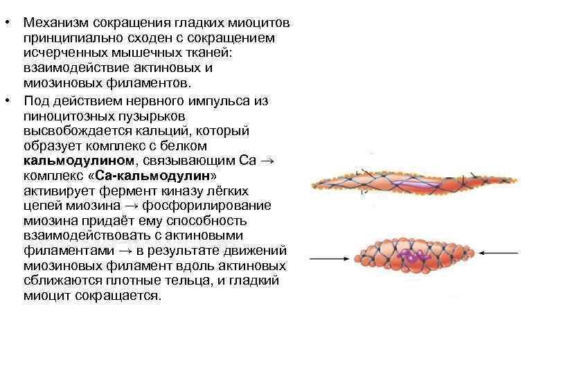 Схема изменения структуры гладкого миоцита до и после сокращения