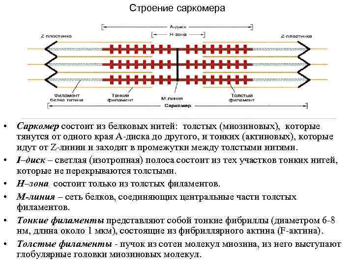 Обозначьте на диаграмме а актин и миозин