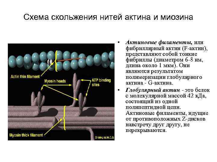 Схема скольжения нитей актина и миозина • Актиновые филаменты, или фибриллярный актин (F-актин), представляют