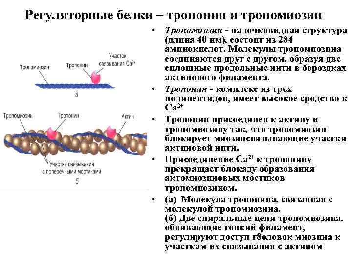 Регуляторные белки – тропонин и тропомиозин • Тропомиозин - палочковидная структура (длина 40 нм),