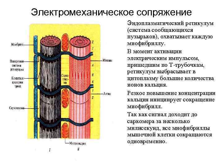 Электромеханическое сопряжение • Эндоплазматический ретикулум (система сообщающихся пузырьков), охватывает каждую миофибриллу. • В момент