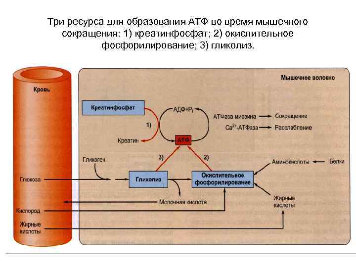 Три ресурса для образования АТФ во время мышечного сокращения: 1) креатинфосфат; 2) окислительное фосфорилирование;