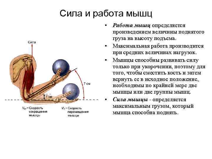 Механизм мышечного сокращения схема