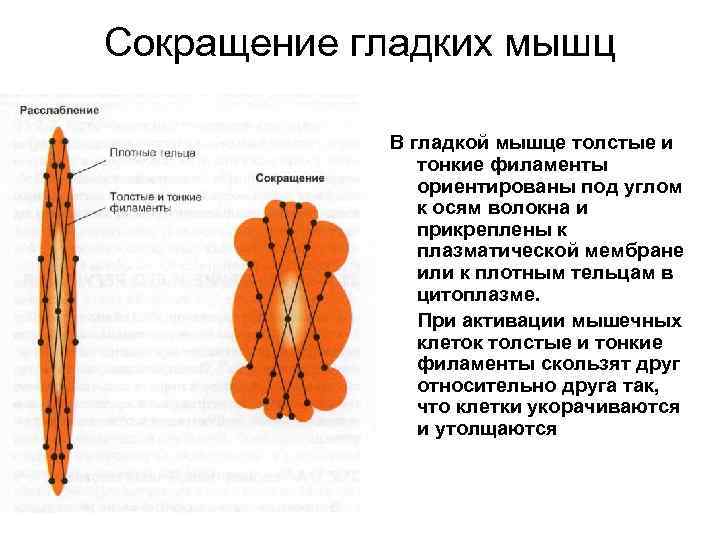 Сокращение гладких мышц В гладкой мышце толстые и тонкие филаменты ориентированы под углом к