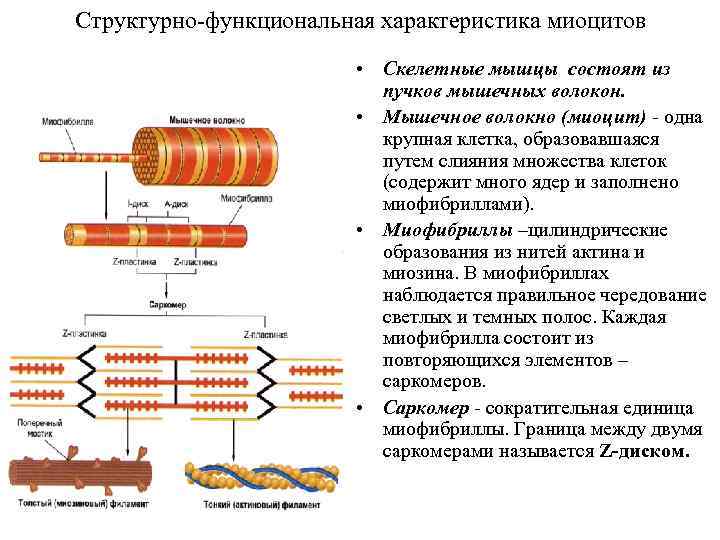 Структурно-функциональная характеристика миоцитов • Скелетные мышцы состоят из пучков мышечных волокон. • Мышечное волокно