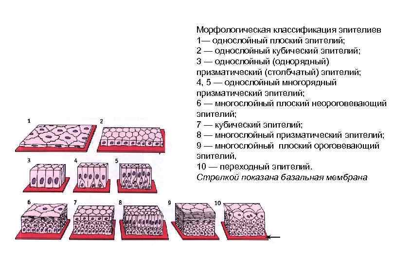 Эпителиальное строение функции. Типы эпителиальной ткани схема. Морфологическая классификация эпителиальных тканей. Эпителиальные ткани гистология таблица. Классификация эпителиальной ткани гистология.