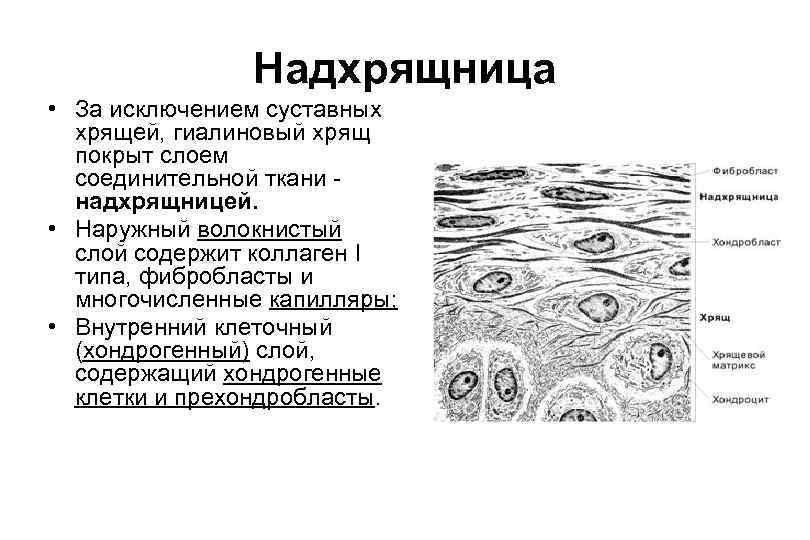 Гиалиновая хрящевая ткань рисунок