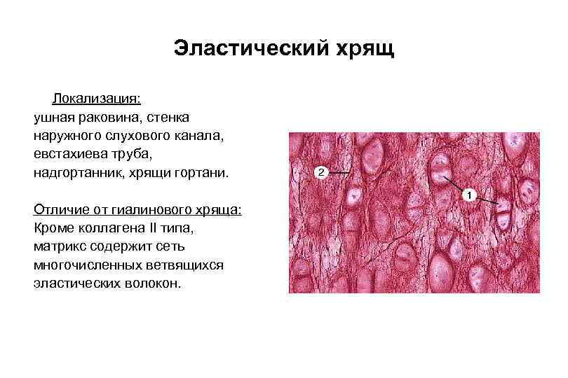 Эластическая хрящевая ткань