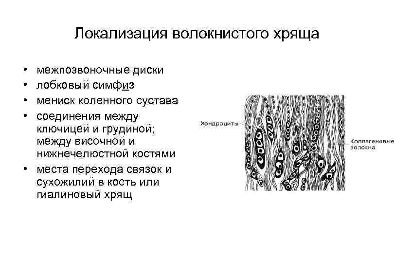 Волокнистый хрящ гистология рисунок