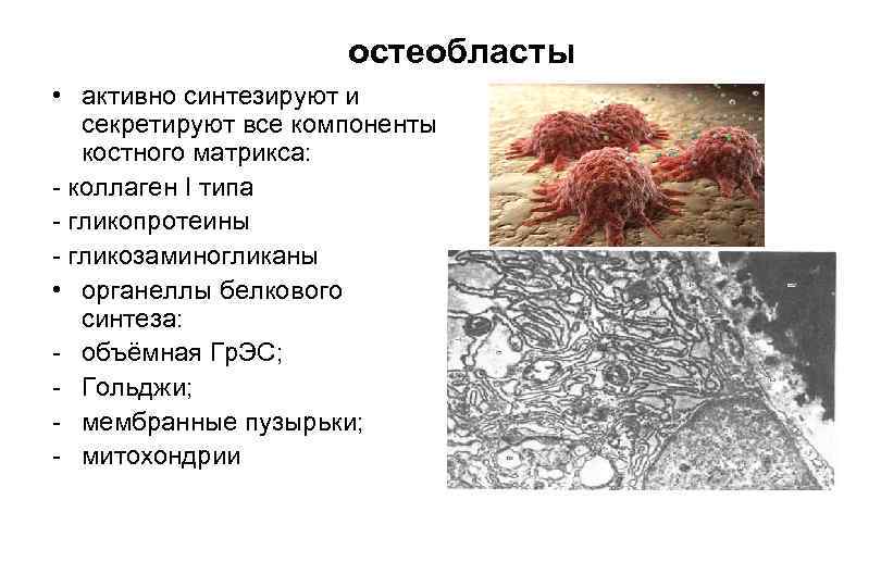 Остеоциты функции. Остеобласты строение и функции. Строение костной ткани остеобласты. Остеоциты остеобласты остеокласты гистология. Остеобласт строение гистология.