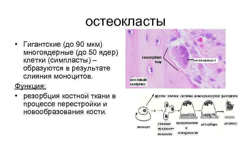 Многоядерная ткань. Остеокласт строение гистология. Органеллы остеокластов. Остеокласты костной ткани. Остеокласт микроскопия.