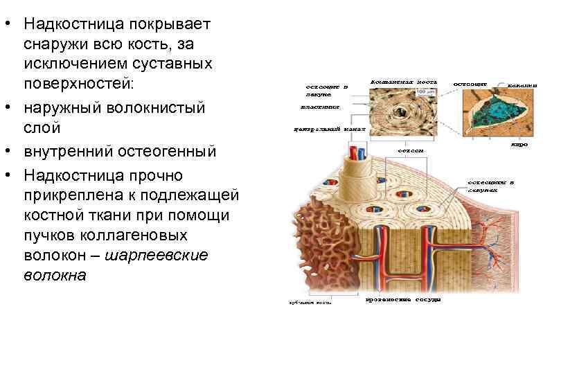 Надкостница кости. Строение надкостницы гистология. Пластинчатая костная ткань надкостница. Надкостница соединительная ткань. Шарпеевские волокна надкостницы.