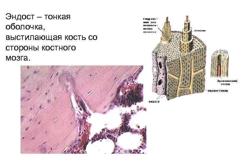  • Эндост – тонкая оболочка, выстилающая кость со стороны костного мозга. 