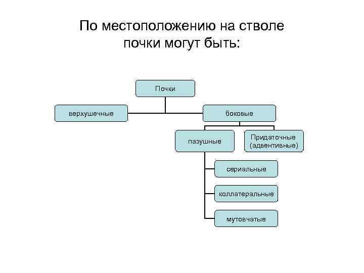 По местоположению на стволе почки могут быть: Почки верхушечные боковые пазушные Придаточные (адвентивные) сериальные
