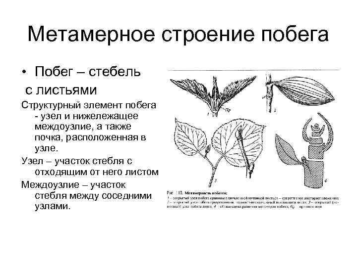 Схема строения побега