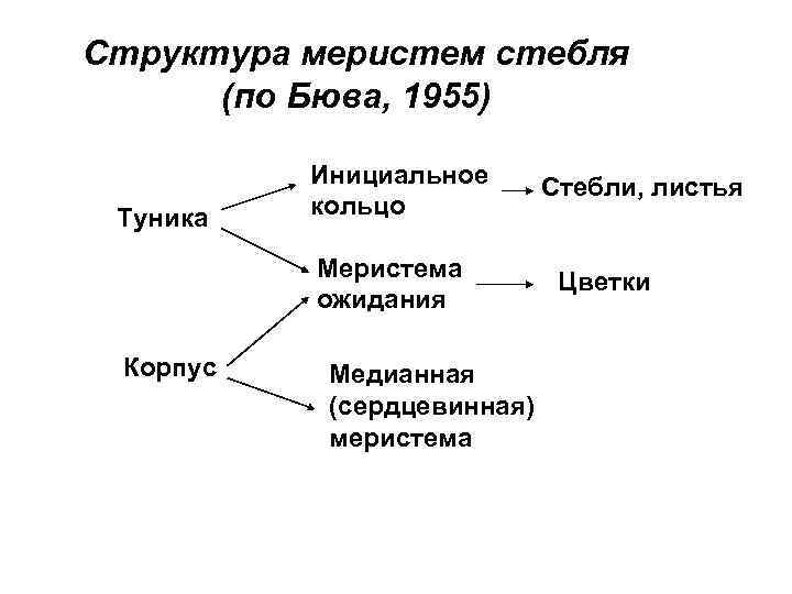Структура меристем стебля (по Бюва, 1955) Туника Инициальное кольцо Меристема ожидания Корпус Медианная (сердцевинная)