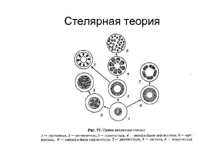 Типы стеллы. Стелярная теория Ван Тигема. Стелярная теория типы стеблей. Типы стел у растений. Стелярная теория ботаника.