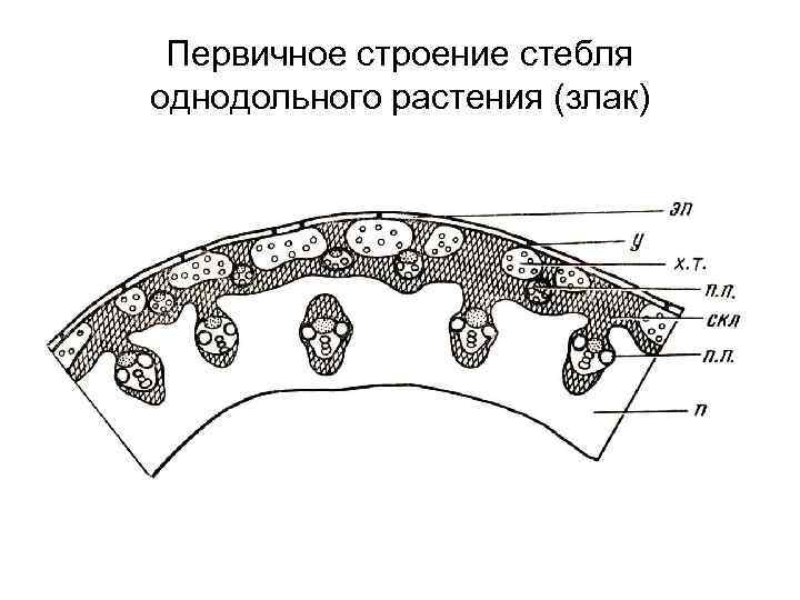 Первичный стебель. Первичное строение стебля однодольных растений. Первичное строение стебля. Метамерное строение стебля. Стебли имеют выраженное метамерное строение у кого.