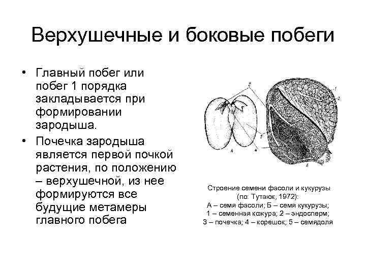 Верхушечные и боковые побеги • Главный побег или побег 1 порядка закладывается при формировании