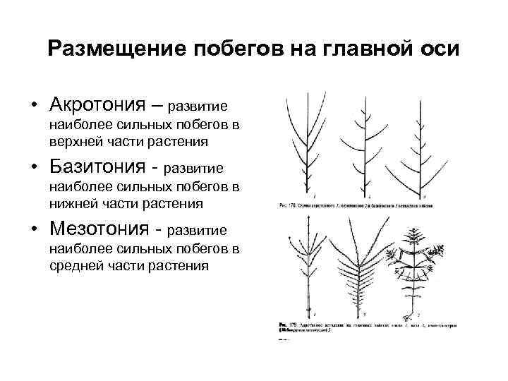 На рисунках изображены сегмент окаменелости стебля и реконструкция растения обитавшего около 360 300