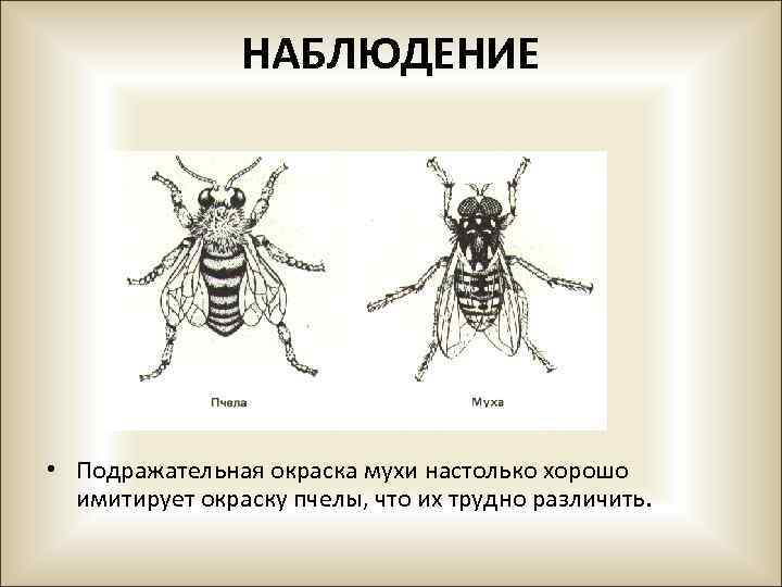 НАБЛЮДЕНИЕ • Подражательная окраска мухи настолько хорошо имитирует окраску пчелы, что их трудно различить.