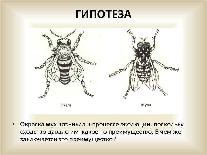 ГИПОТЕЗА • Окраска мух возникла в процессе эволюции, поскольку сходство давало им какое-то преимущество.