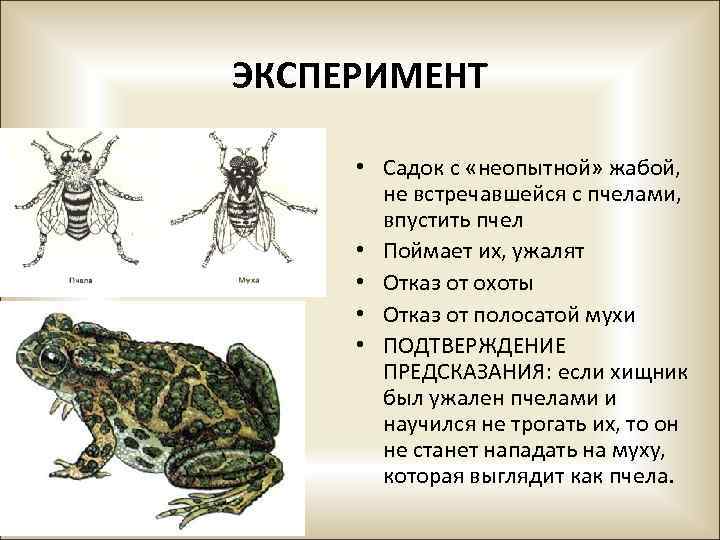 ЭКСПЕРИМЕНТ • Садок с «неопытной» жабой, не встречавшейся с пчелами, впустить пчел • Поймает