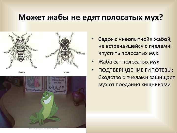 Может жабы не едят полосатых мух? • Садок с «неопытной» жабой, не встречавшейся с