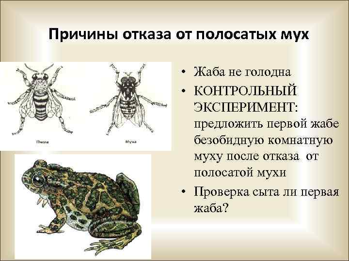 Причины отказа от полосатых мух • Жаба не голодна • КОНТРОЛЬНЫЙ ЭКСПЕРИМЕНТ: предложить первой