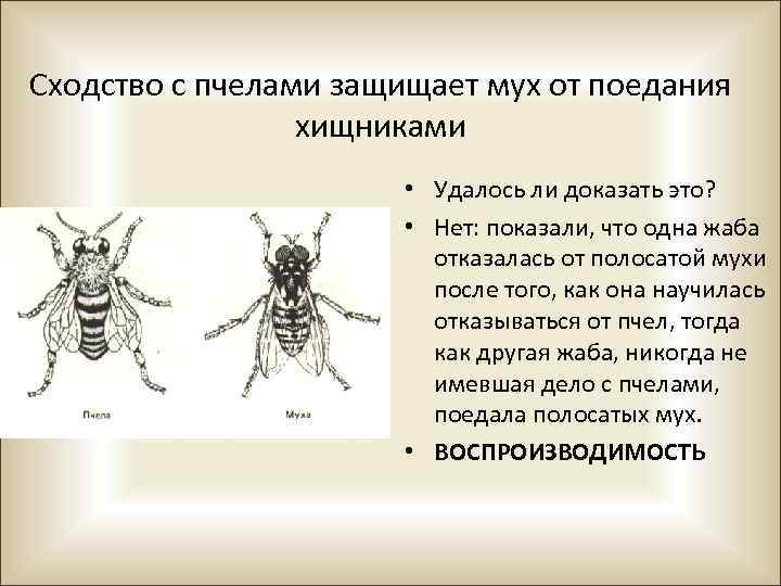 Сходство с пчелами защищает мух от поедания хищниками • Удалось ли доказать это? •