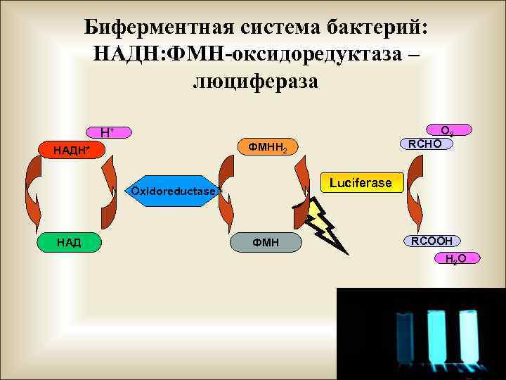 Биферментная система бактерий: НАДН: ФМН-оксидоредуктаза – люцифераза O 2 RCHO H+ ФМНН 2 НАДН*