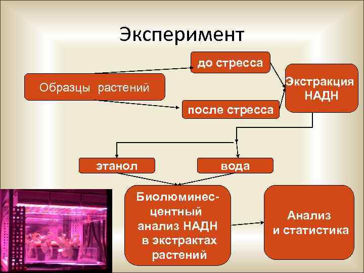 Эксперимент до стресса Экстракция НАДН Образцы растений после стресса этанол Биолюминесцентный анализ НАДН в