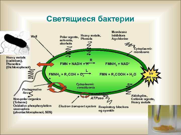 Светящиеся бактерии Membrane Inhibitors Ag chlorine Heavy metals, Polar agents, Phenols solvents, alcohols Wall